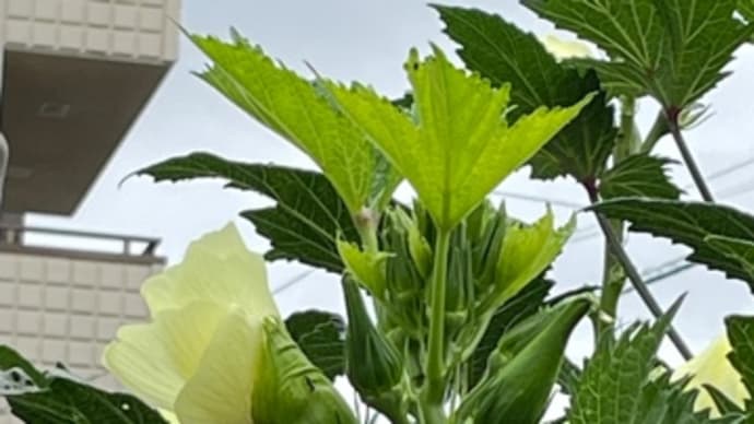 オクラの花