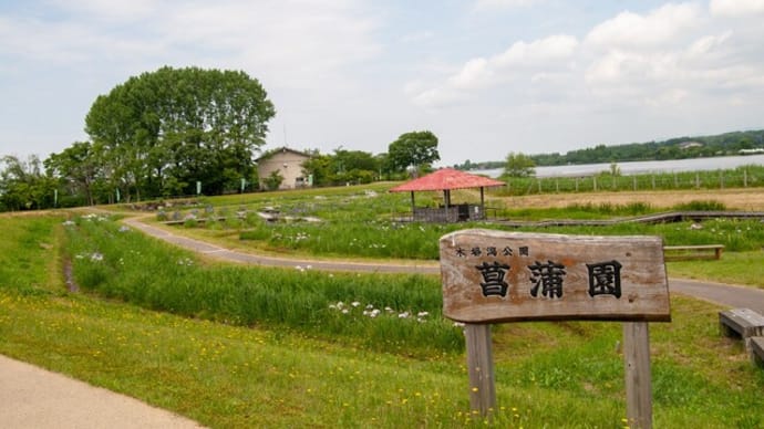 花ショウブ 木場潟公園花菖蒲園 2024