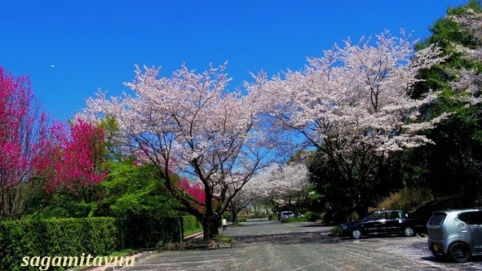 公営「峰山霊園」では「桜」と「ハナモモ」の百花繚乱!!