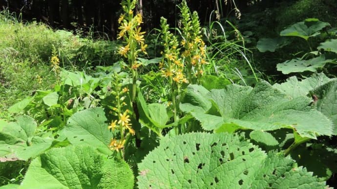 高ボッチ高原・鉢伏山の植物 オタカラコウ(雄宝香)