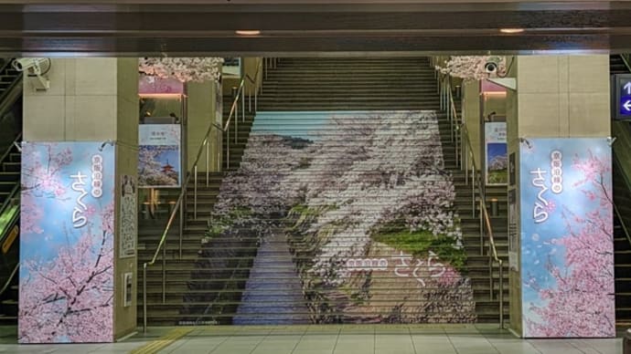 大阪　京橋駅　桜満開？（笑）