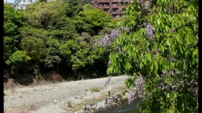 奥多摩川 中流放流日と新玉ねぎ
