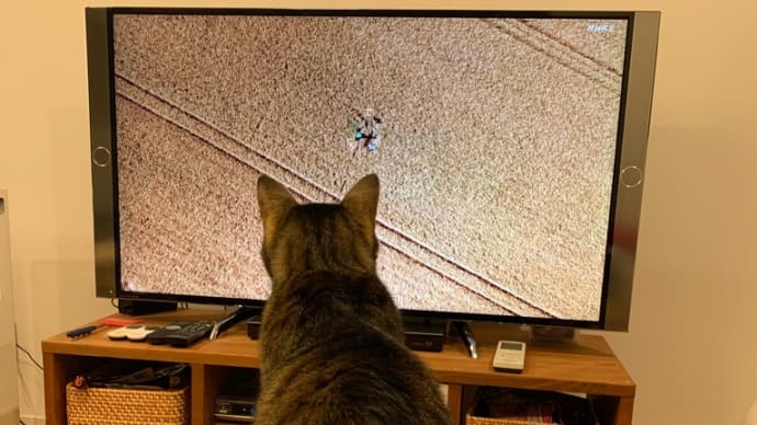 晴耕雨読の予定と猫