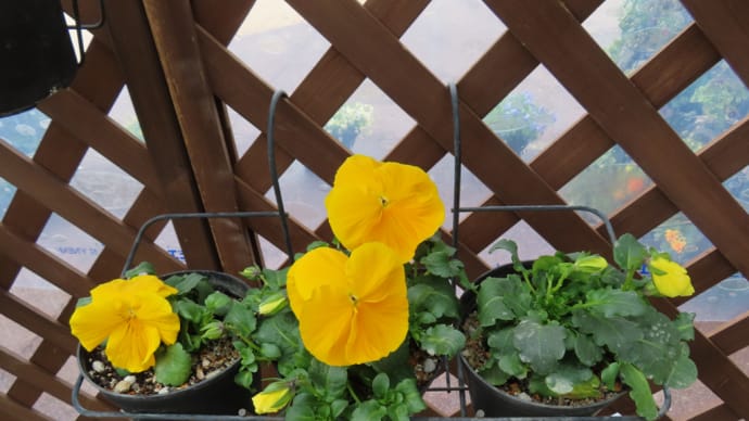 早春の草花展