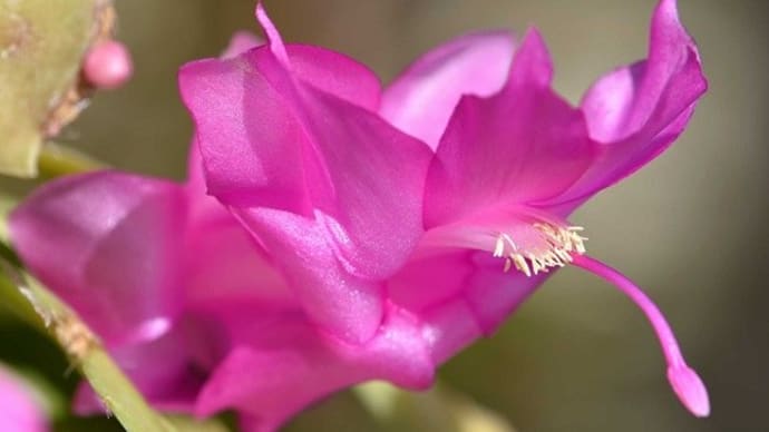 鉢植えの「シャコバサボテン」(5)「ニコル」