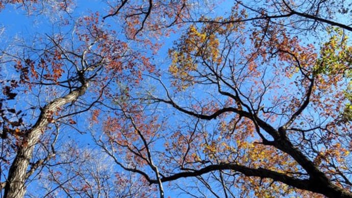 名残りの紅葉