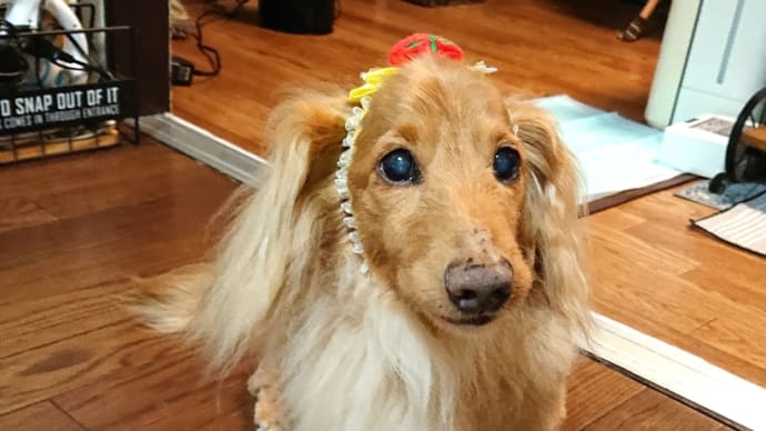 2020らいおん