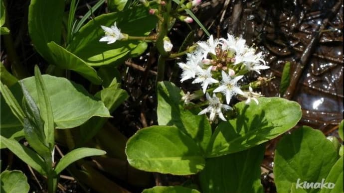 札幌市内の公園にて ( 5/10日 ) 。