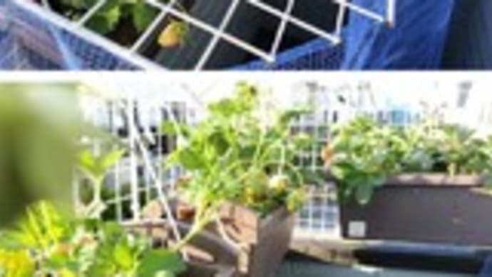 イチゴの植え替えと設置そして初収穫