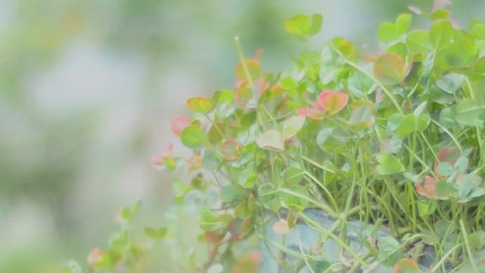 ブルークローバーの花言葉 。。可愛い約束と..怒りの約束 。。。