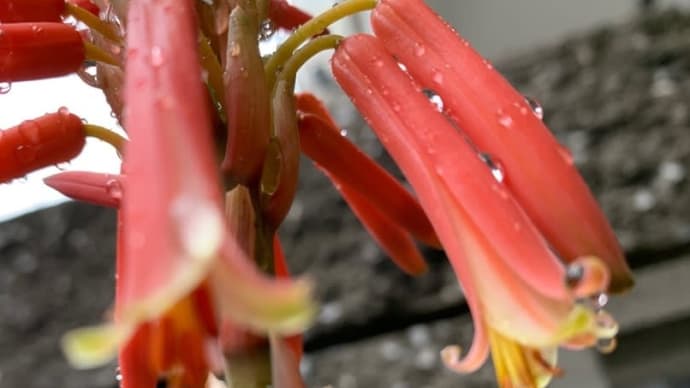 アロエの花、咲きました☺️