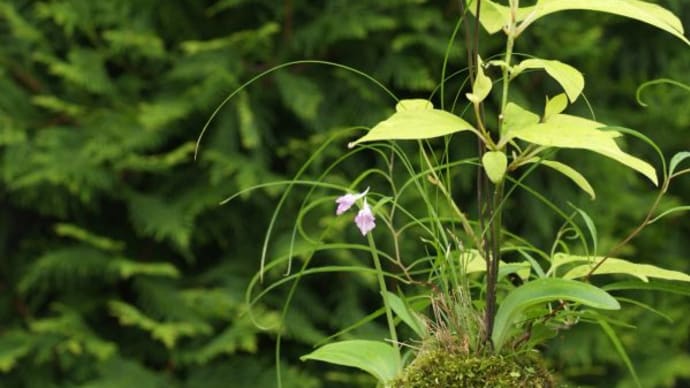 小山飾りのカモメランが開花しました。