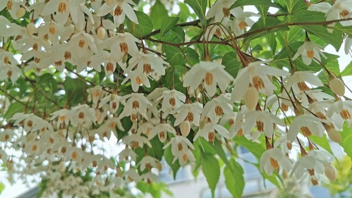 たっぷりと雨が降っている / あの花はエゴノキ
