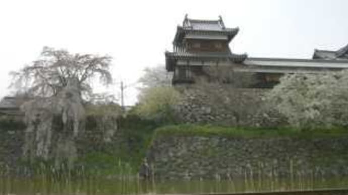 大和郡山城址の桜 in 奈良県大和郡山市城内町