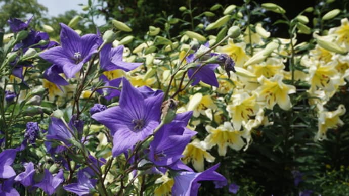 鮮やかな夏の花々と珍しいキノコに夢中のミモロ。週末は、早朝7時半に開園する「京都府立植物園」