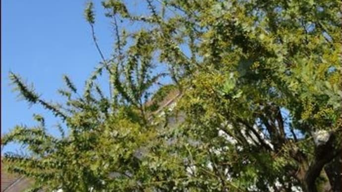 旅で見た珍しい実★正ちゃんに庭のお花を