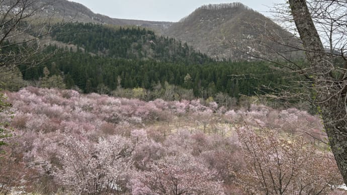 今季最後の桜見物*桜峠と観音寺川*