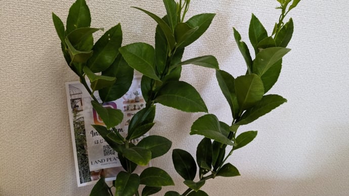 レモンさん🍋届きました〜🌿