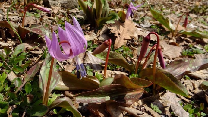 高橋山野草公園2017年4月2日