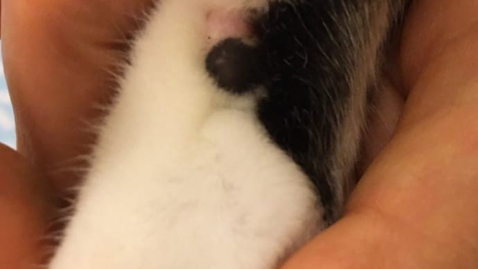 猫の腫瘍