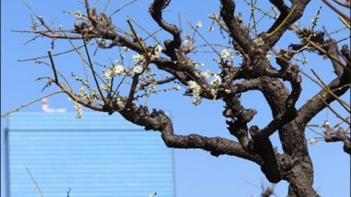 大阪城公園　梅の開花