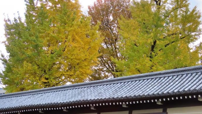 2024 東本願寺の黄葉