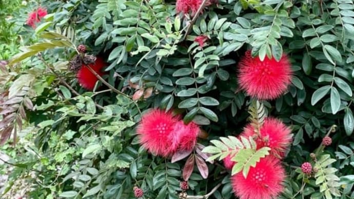 真っ赤に咲くオオベニゴウカン