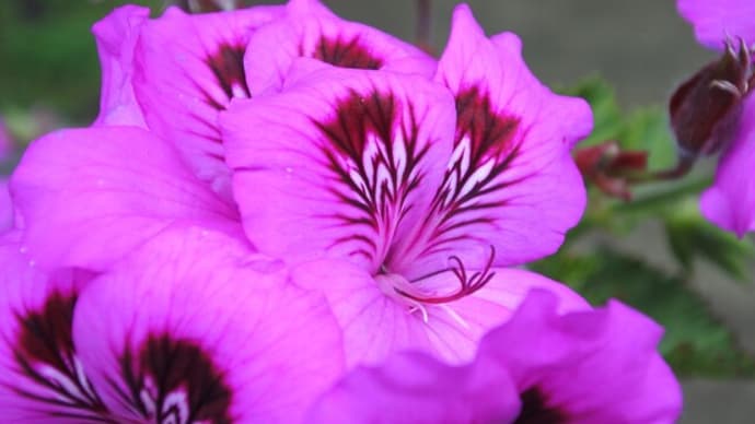 ペラルゴニウムの斑紋、かわいいミカンの花