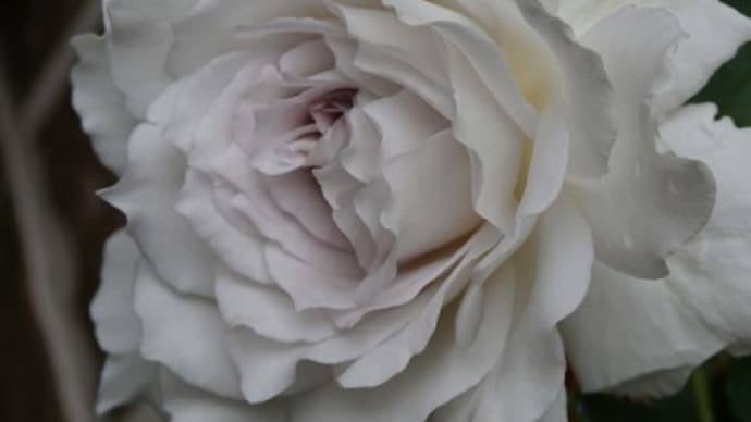 天使の薔薇ガブリエルと一番嫌いな言葉は“神は乗り越えられる試練しか与えない” &猫ねこ展
