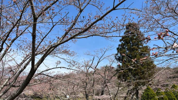近江富士花緑公園　4月1日の開花状況