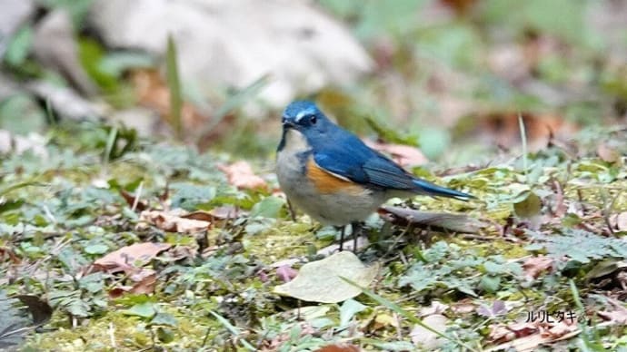 01/06探鳥記録写真-3:12月下旬に出会った鳥たち(ルリビタキ、トモエガモ、オシドリ、カツオドリ、ジョウビタキ、クロサギ、ミサゴ、ほか)