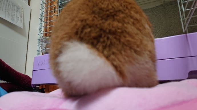 いいお尻の日