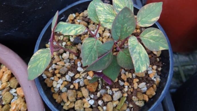 春が恋しい ヤマシャクヤク 小島峠の斑に良く似たタイプでより白くなるんだよ 山芍薬 斑入り 山野草