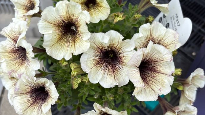 ナメクジ対策したら花が咲きました &植え替え &母の日