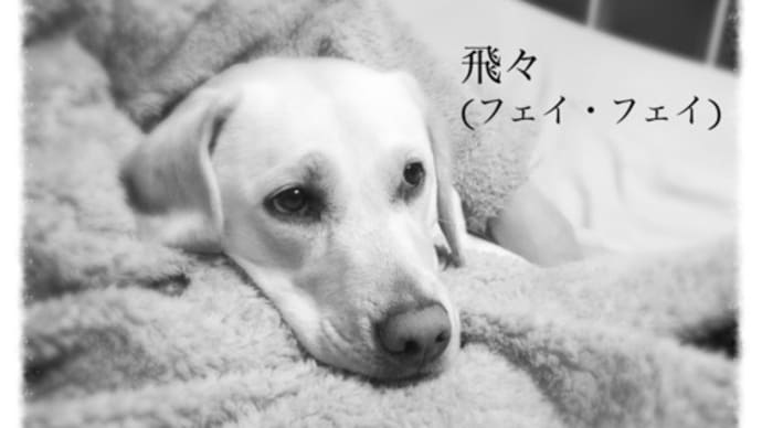 ザ・ガーデナーズ、トニーガーデナー、飛々(フェイ・フェイ) これからのライブ予定