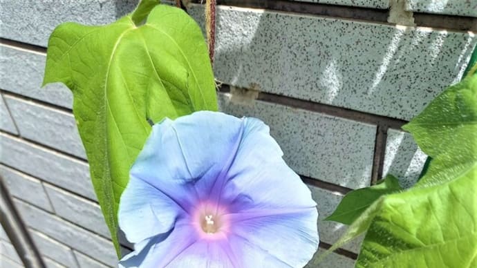 夏の訪れ。