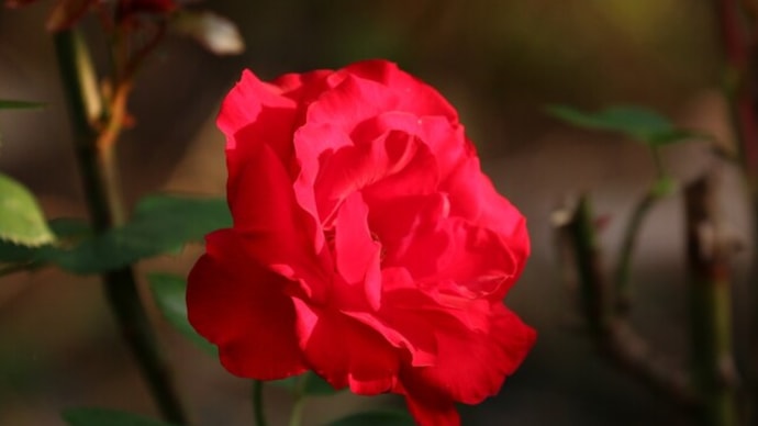 晩秋のばら＜真っ赤なバラ＞