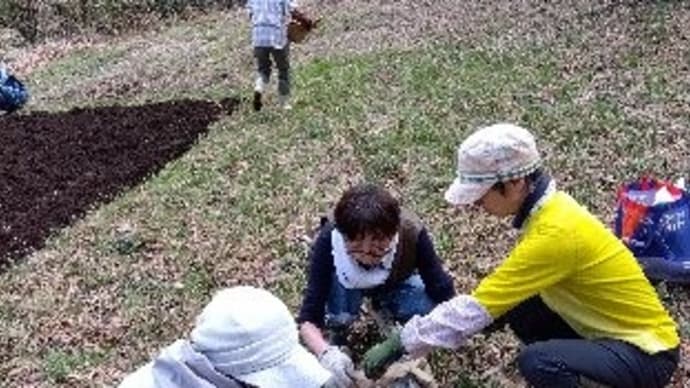南ちゃん、ジャガイモの植え付け