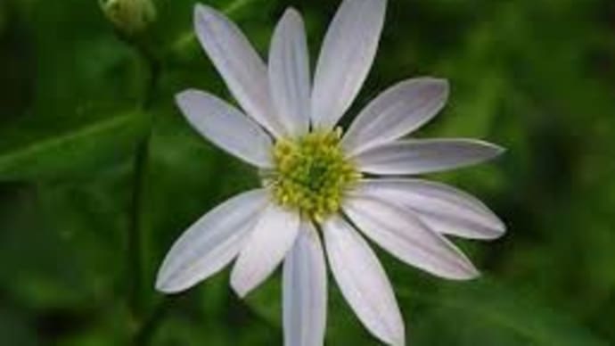 今日の誕生花