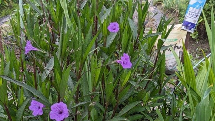 路傍の花