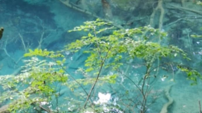 白神山地十二湖 沸壺の池