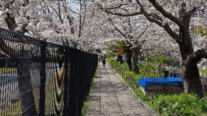 【春爛漫!いたち川沿いを歩いてフラワーセンターへ】花々の美しさに心癒される一日
