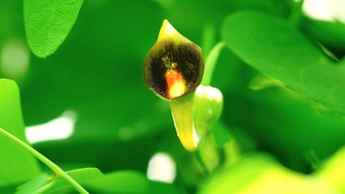 ウマノスズクサとジャコウアゲハの幼虫(板橋区立赤塚植物園 2025.6.21撮影)