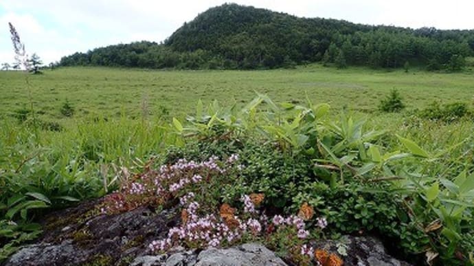 池の平湿原にて