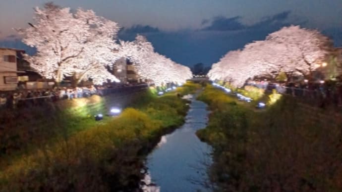 野川の桜ライトアップ