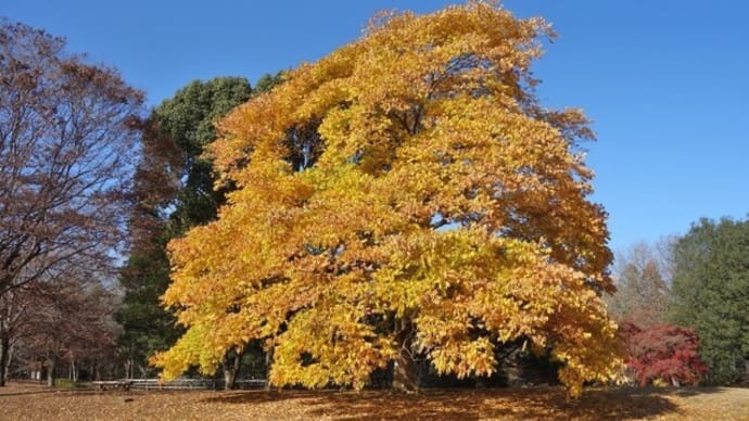 常陸の国の紅葉