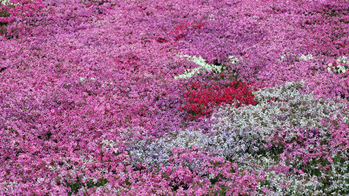 せせらぎ街道明宝 國田家の芝桜 5