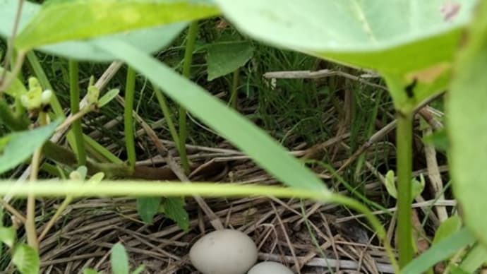 キジのたまご?(8月3日)