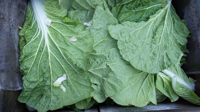 ミミコンに野菜の葉をたくさん放り込みました