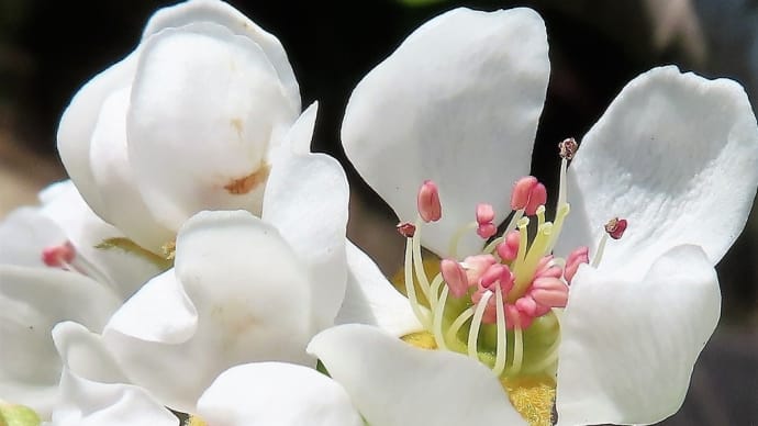続続・北信濃春の花たち
